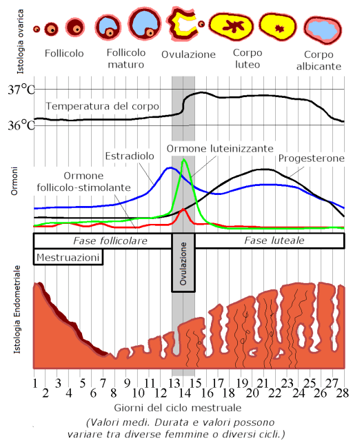 menstrualcycle_it